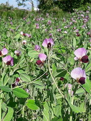 Blumenwiese am Biohof Hanglberger